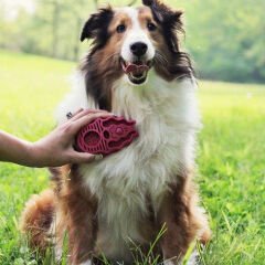 Kong Köpek Oyuncak, ZoomGroom Tarak, Mavi