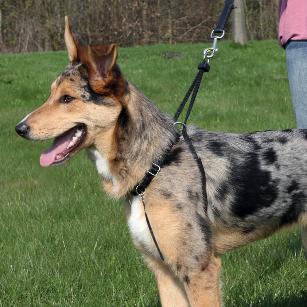 Trixie Köpek Yürüme Eğitim Tasması Xl55-80Cm 25Mm