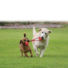 Kong Köpek Tutamaçlı Sesli Oyun Topu L 32cm